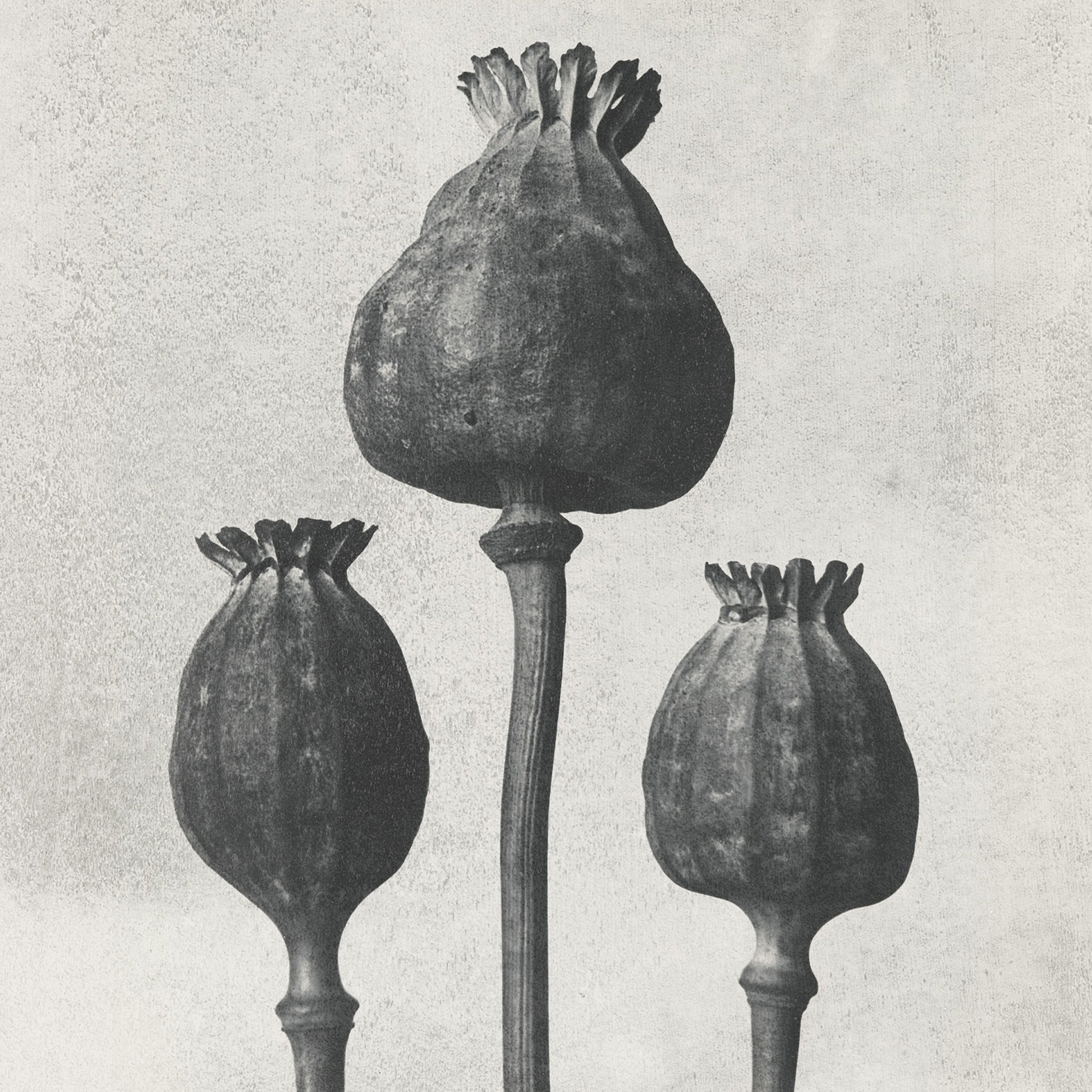 Purgate - Transcend (CD)