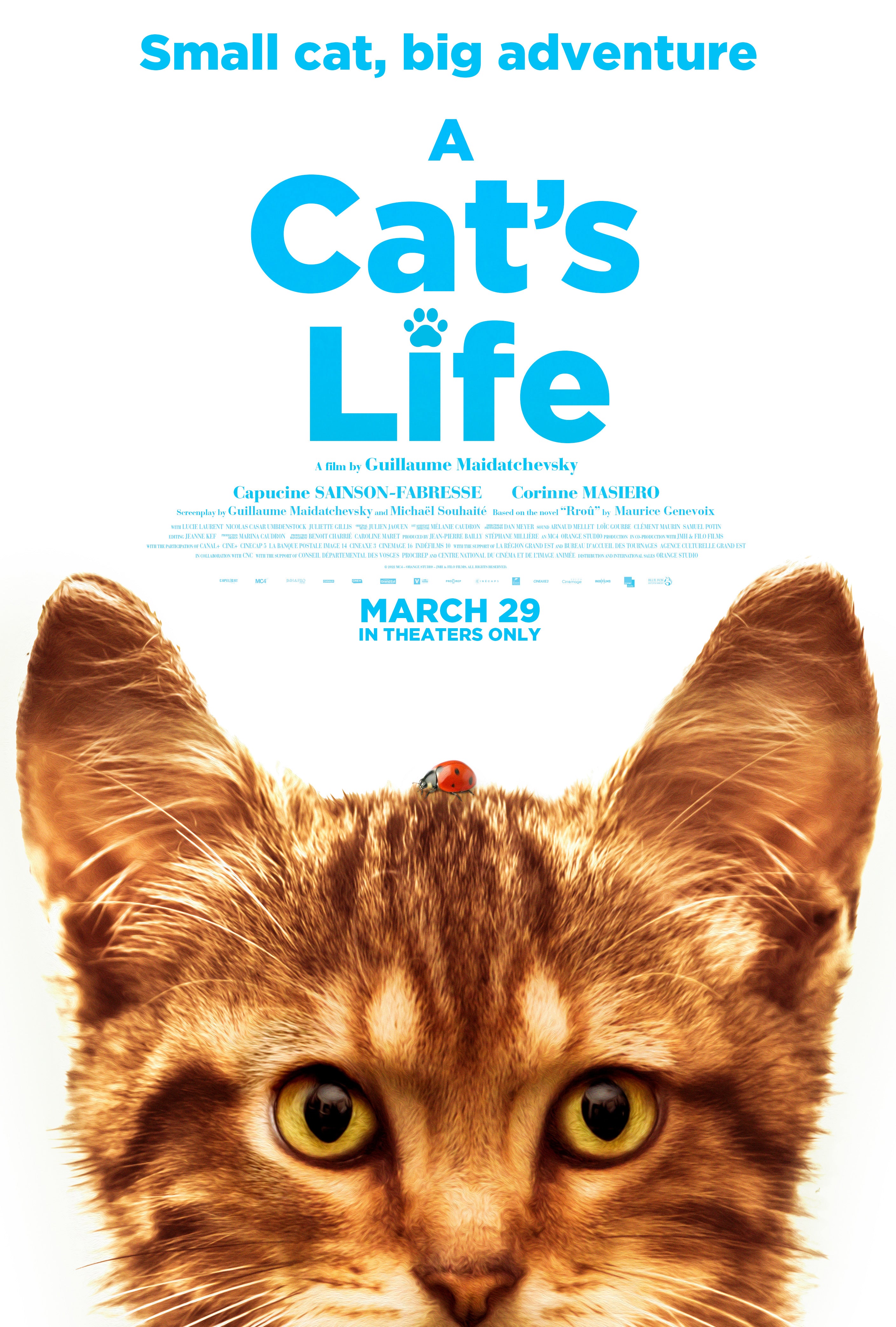 A Cat's Life (DVD)