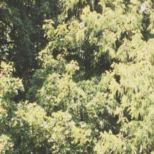 Sadness - Circle Of Veins (CASSETTE)