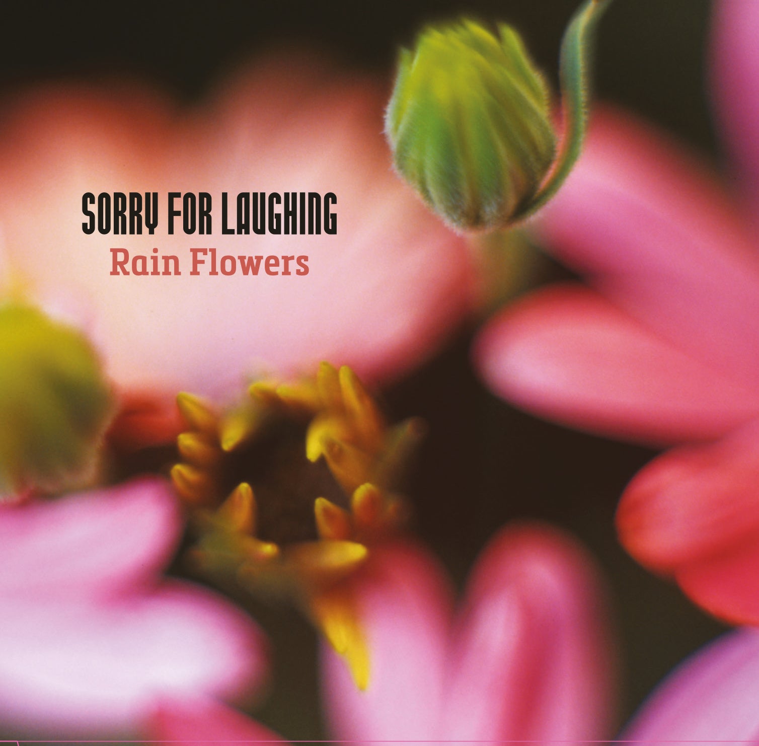 Sorry For Laughing - Rain Flowers (CD)