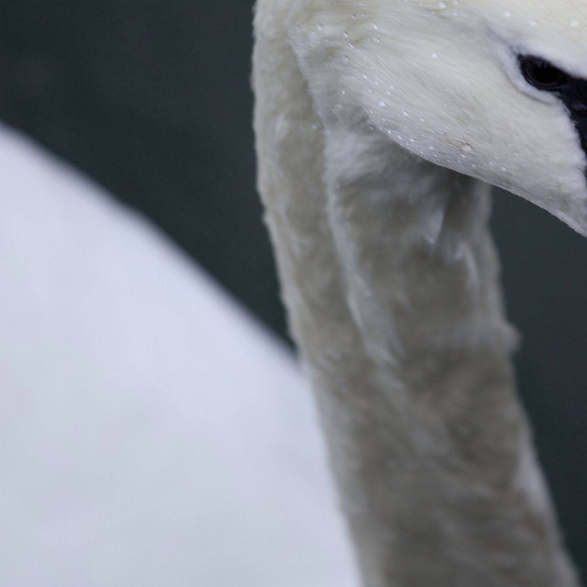 Echoes - The Pursuit (CD)