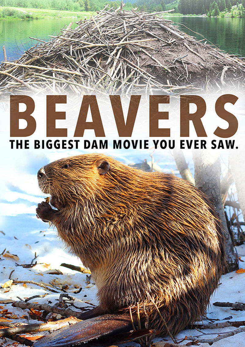 Beavers (DVD)