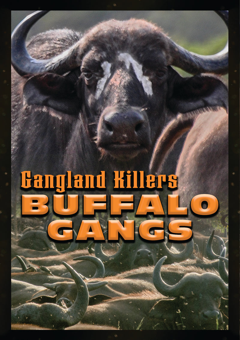 Gangland Killers: Buffalo Gangs (DVD)