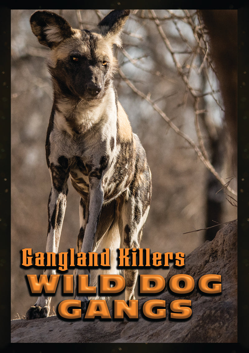 Gangland Killers: Wild Dog Gangs (DVD)