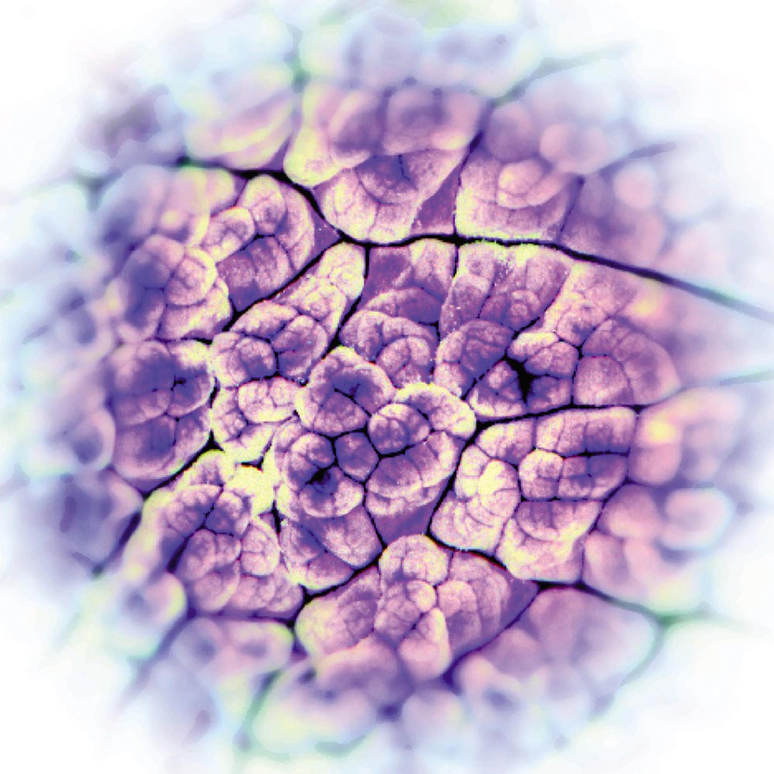 Act Noir - Automatisme Psychique (CD)