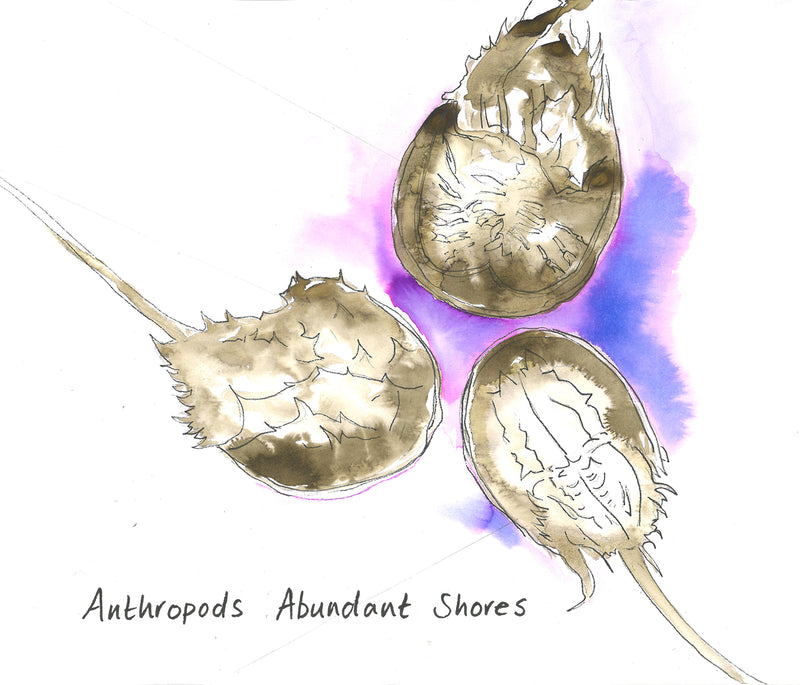 Anthropods - Abundant Shores (CD)